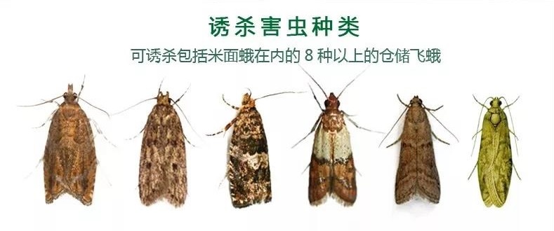 米面蛾誘捕器