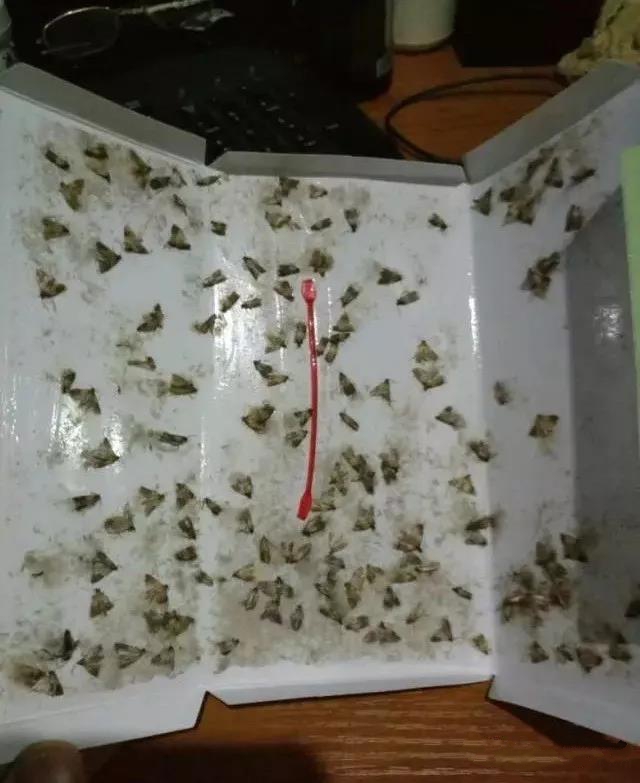 米面蛾誘捕器